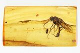 Detailed Fossil True Midge and Winged Ant in Baltic Amber #325357-1